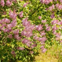 Lilac bushes with clusters of purple flowers are blooming in a garden with green foliage visible in the background.