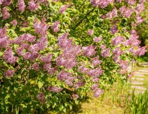 Lilac bushes with clusters of purple flowers are blooming in a garden with green foliage visible in the background.