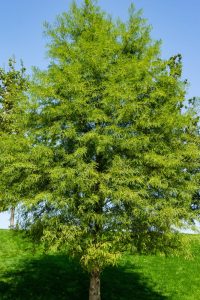 Lush green tree standing tall against a clear blue sky on a sunny day, with dense, vibrant foliage spanning its branches.