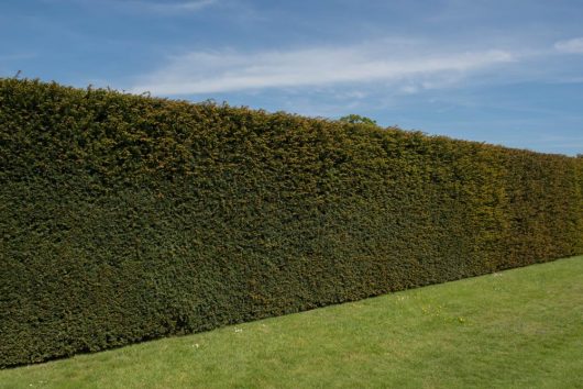 Taxus 'English Yew' 6" Pot