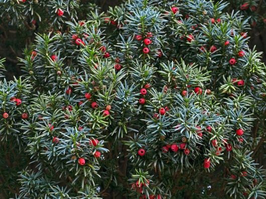 Taxus 'English Yew' 6" Pot