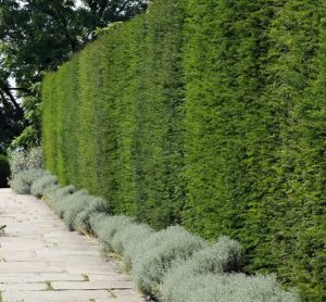 english yew or common yew screening taxus baccata hedging