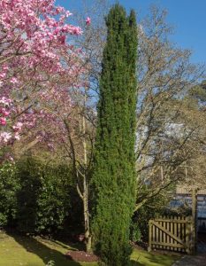 taxus baccata fastigiata upright irish yew green coloumn slim slender green pine