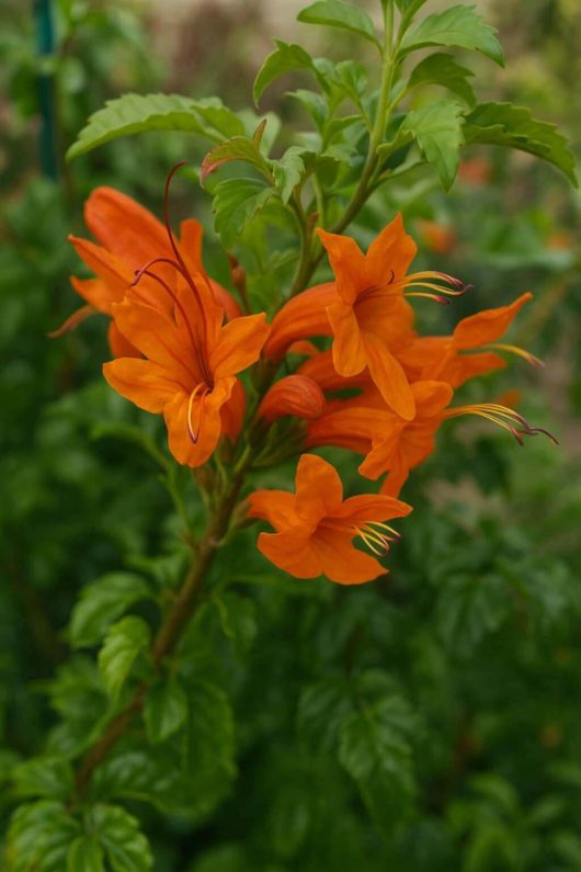 Tecoma 'Cape Honeysuckle' 6" Pot features vibrant orange, trumpet-shaped flowers with long stamens and green leafy foliage.
