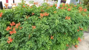 A lush green shrub with numerous small orange flowers, known as Tecoma 'Cape Honeysuckle' 6" Pot, grows near a sidewalk and a parking lot.