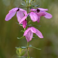 A close-up of a blooming pink Tetratheca 'Spring Cheer' 6" Pot on a green stalk with a blurred natural background.