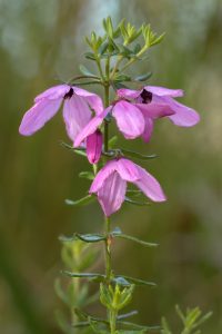 A close-up of a blooming pink Tetratheca 'Spring Cheer' 6" Pot on a green stalk with a blurred natural background.