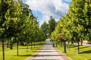 A paved path lined with evenly spaced Tilia 'Greenspire™' Linden Tree 16" Pots on both sides leads into the distance, with green grass and a blue sky with clouds visible. Avenue planting