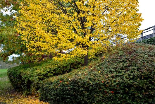 A Tilia 'Greenspire™' Linden Tree 16" Pot with bright yellow leaves stands beside a hedge covered in green foliage, with some grass visible in the surrounding area.