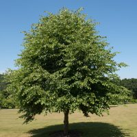 A lush, green Tilia 'Greenspire™' Linden Tree 16" Pot stands alone in an open grassy field under a clear blue sky.