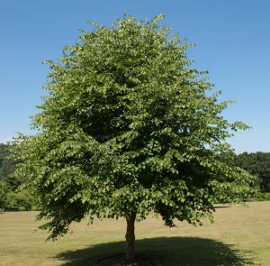 A lush, green Tilia 'Greenspire™' Linden Tree 16" Pot stands alone in an open grassy field under a clear blue sky.