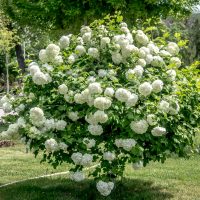A round bush covered with white flowers stands in a park with green grass and trees, with buildings and a blue dome visible in the background.