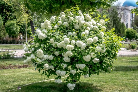 A round bush covered with white flowers stands in a park with green grass and trees, with buildings and a blue dome visible in the background.