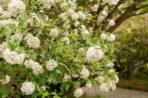 A cluster of white Viburnum 'Burkwood Viburnum' flowers with green leaves grows on a tree, planted in a 6" pot. The background shows additional foliage and a pathway.
