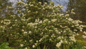 viburnum plicatum grandiflorum japanese snowball viburnum woody shrub with large white fluffy flowers