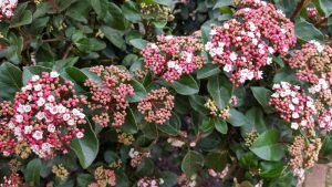 VIBURNUM TINUS ANVI HEDGING SCREENING PLANT WITH GREEN FOLIAGE AND LARGE WHITE FLOWER HEADS