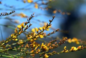 Viminaria 'Native Broom' 6" Pot flowers blooming on thin branches against a blurred blue and green background.