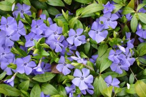 Cluster of Vinca 'Dart's Blue' Periwinkle 6" Pot flowers with purple blooms and green leaves.