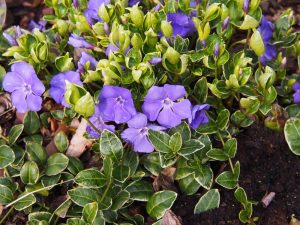 A cluster of small, purple flowers with green, variegated leaves grows from a garden bed in a 6" pot of Vinca 'Elizabeth Cran' Periwinkle 6" Pot (Copy).