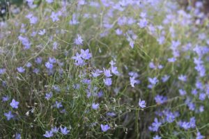 A field of delicate Wahlenbergia 'Blue Mist' 6" Pot flowers with slender green stems, gently swaying against a blurred background.