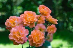 Cluster of vibrant orange roses in full bloom, complemented by a delicate Rose 'Pinkie' (Copy), set against a blurred green background.