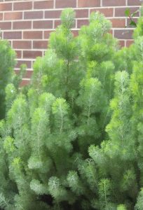 A dense cluster of feathery, bright green Adenanthos 'Woolly Bush' (Copy) is growing in front of a brick wall.