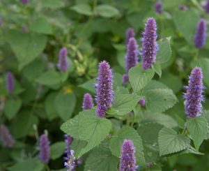 agastache blue boa cottage plant with soft blue purple furry spike flowers