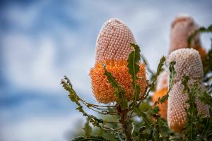 banksia prionotes acorn banksia orange banksia australian nativie shrub