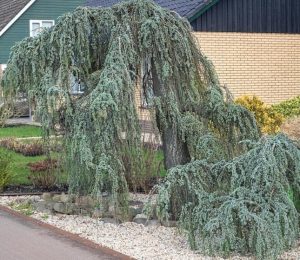 A Cupressus 'Blue Cascade' 12" Pot with drooping branches in a residential garden, featuring a gravel bed and trimmed lawn. cedrus atlantica