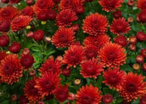 A cluster of vibrant Chrysanthemum 'Double Pink' in full bloom, surrounded by green foliage in a 6" pot. Some flowers are fully open while others are still in bud form, creating a stunning contrast.
