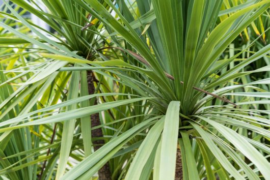 Cordyline 'Kermit' 7" Pot