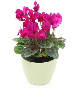A vibrant magenta Cyclamen 'Halios® Magenta' plant with heart-shaped leaves, potted in a 6" light green container, isolated on a white background.