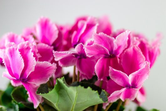 Cyclamen 'Ruffle Mix' 8" Pot