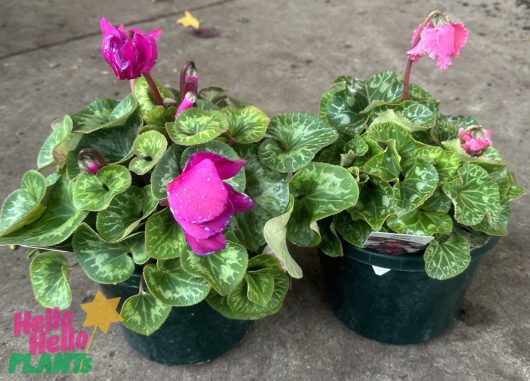 Two Cyclamen 'Halios® Magenta' 6" Pots with magenta flowers and variegated leaves on a concrete surface.