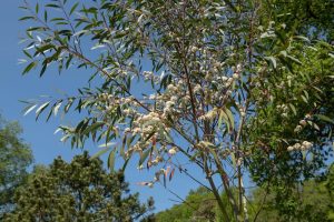 A tree with long, slender leaves and clusters of white flowers stands against a clear blue sky and greenery in the background.