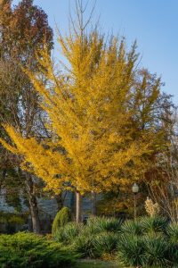 A tall Ginkgo 'Blagon Fanfare' 10" Pot with bright yellow leaves stands in a garden with various green plants and shrubs. A lamppost is visible to the right of the tree. Other trees with some autumn leaves are in the background, creating a picturesque scene akin to Blagon Fanfare.