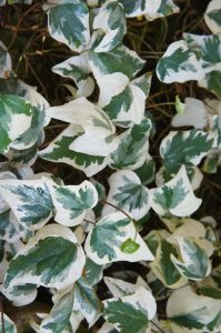 Close-up of variegated green and white Hedera 'Canary Island Ivy' (Copy) leaves, densely covering the frame. The ivy displays a mix of dark green centers and white edges.