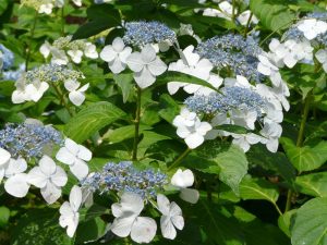 Hydrangea 'Lilibet' 8" Pot with clusters of small blue flowers surrounded by larger white petals, set against green leaves in sunlight.