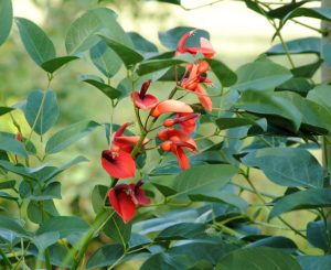 Bright red flowers from the Kennedia 'Dusky Coral Pea' 6" Pot bloom among lush green leaves on a sunny day, beautifully complementing any garden.