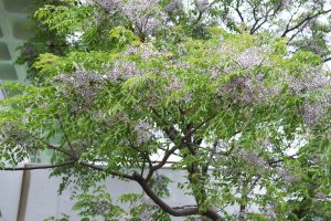 Tree with clusters of small purple flowers and abundant green leaves in front of a white wall. melia azedarach lilac lady pbr chinaberry tree
