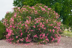Large bush with numerous pink flowers in a natural setting, surrounded by dirt and a few scattered plants, with trees visible in the background.