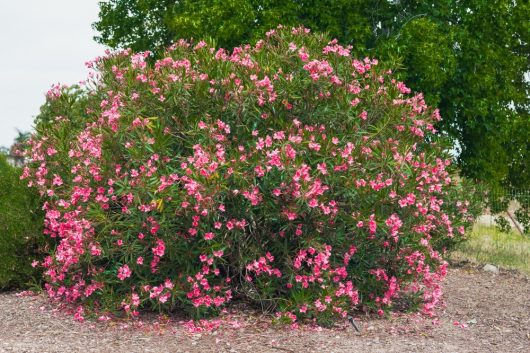 Large bush with numerous pink flowers in a natural setting, surrounded by dirt and a few scattered plants, with trees visible in the background.
