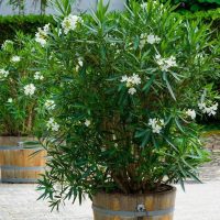 Two large potted oleander plants with white flowers are placed on a stone-paved area. The plants are in wooden barrels, and a green hedge is visible in the background.