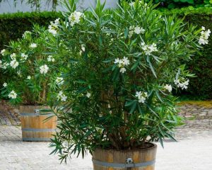 Two large potted oleander plants with white flowers are placed on a stone-paved area. The plants are in wooden barrels, and a green hedge is visible in the background.