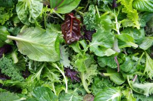 A variety of fresh leafy greens, including spinach, kale, and lettuce, are piled together in a delightful Parrot Salad 4" Pot display, showcasing different shapes and shades of green.