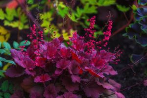 A cluster of red Heuchera 'Black Forest Cake' Coral Bells 6" Pot (Copy) flowers, often known as Coral Bells, with dark red foliage is surrounded by green and yellow leaves in a garden setting.