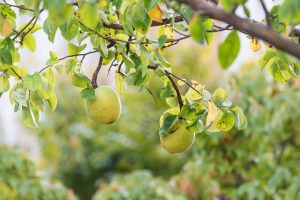 Two green apples hanging from a tree branch, surrounded by green leaves and a Pseudocydonia 'Chinese Quince' 10" Pot in a nearby 10" pot. The background is blurred with more foliage visible.