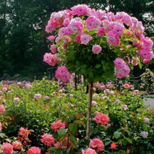 Pink roses bloom densely on a topiary in a lush rose garden, surrounded by various red and pink rose bushes under sunlight. Nearby, top indoor plants thrive, adding a unique touch to the vibrant outdoor scenery.