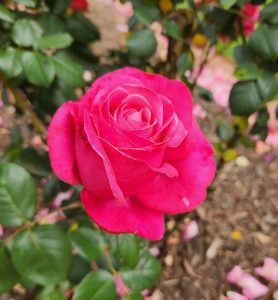 A vibrant pink rose in full bloom, part of a stunning Rose 'Veterans Honour®' Bush Form (Copy), surrounded by green leaves and scattered pink petals on the ground.