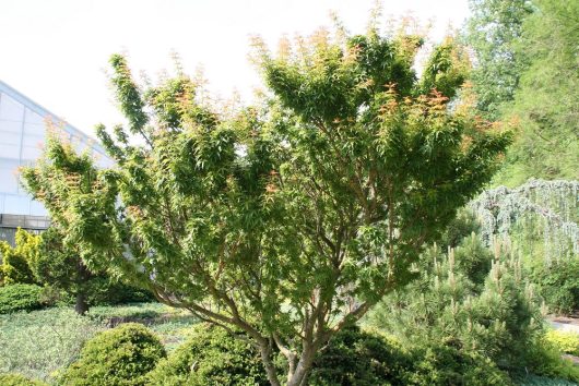 A well-maintained tree with dense green foliage and reddish tips, standing in a landscaped garden with shrubs and other greenery. A building structure is partially visible in the background.